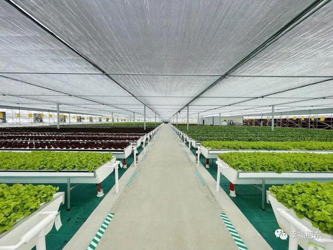 全省首批！肥東縣引領(lǐng)現(xiàn)代化蔬菜種植新篇章