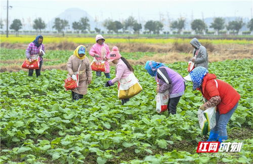 道縣蔬菜種植忙，綠色通道保供大灣區(qū)